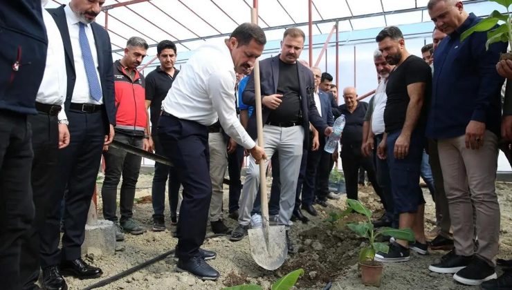 Hatay’da Yeni Muz Serası Açıldı