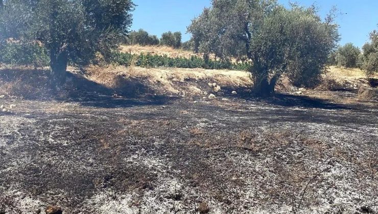 Hatay’ın Arsuz ilçesinde zeytinlik alanda çıkan yangın söndürüldü