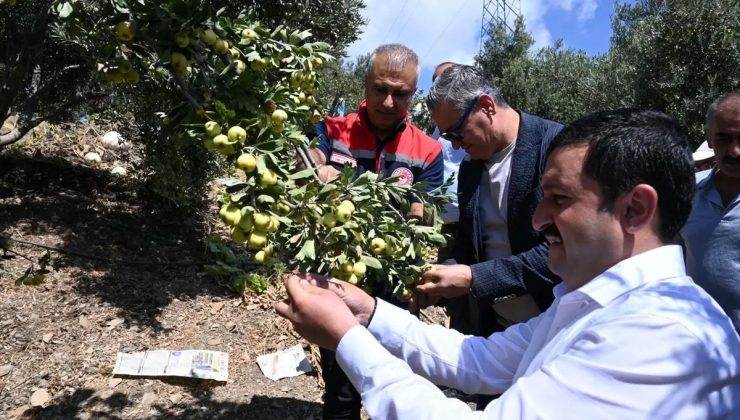 Hatay’ın Belen ilçesinde alıç hasadı yapıldı