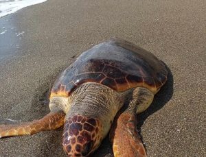 Hatay’ın Samandağ ilçesinde kıyıya vurmuş meyyit caretta caretta bulundu