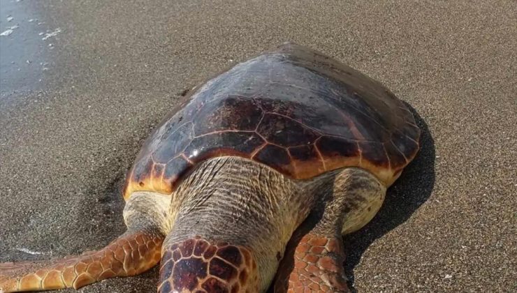 Hatay’ın Samandağ ilçesinde kıyıya vurmuş meyyit caretta caretta bulundu