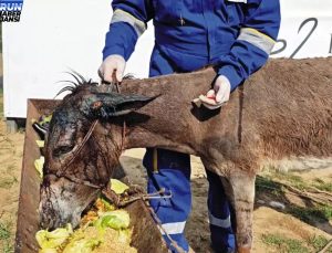 Sahipsiz Eşek Kesiklerle Vefata Terk Edildi, Tedavi Altına Alındı