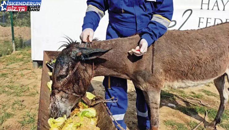 Sahipsiz Eşek Kesiklerle Vefata Terk Edildi, Tedavi Altına Alındı