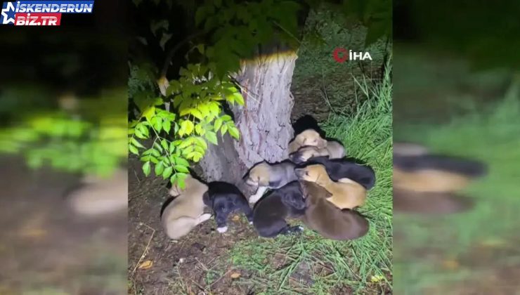 Yavru Köpeklere Şefkatli Bakım: Bekçilerden Yürek Isıtan Hareket