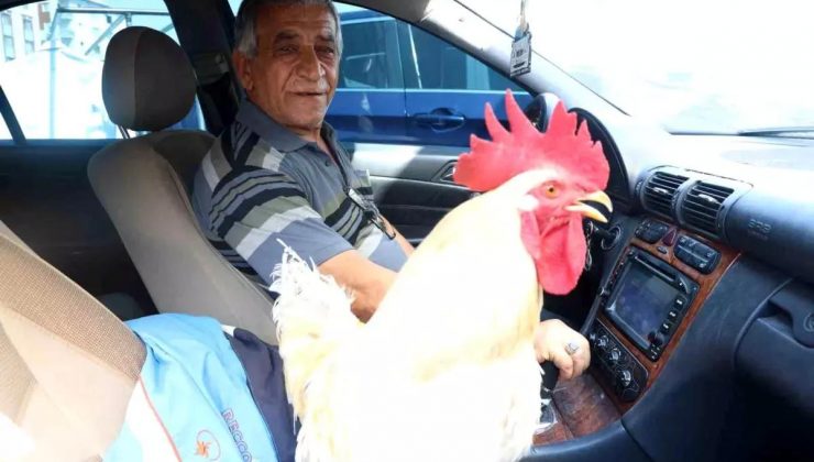 Antakya Otogarı’nın Maskotu: Fevzi Mersin’in Horozu