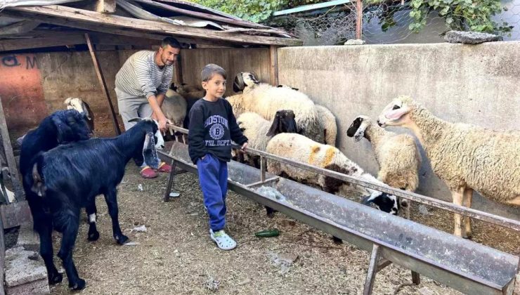 Depremzede Baba Koyunlarına Kavuştu