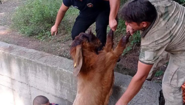 Hatay’da 14 Keçi Havuzdan Kurtarıldı