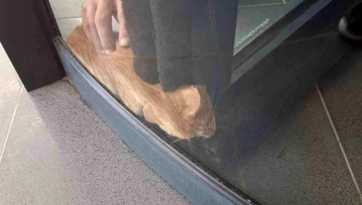 Hatay’da AVM’de Sıkışan Kedi İtfaiye Tarafından Kurtarıldı