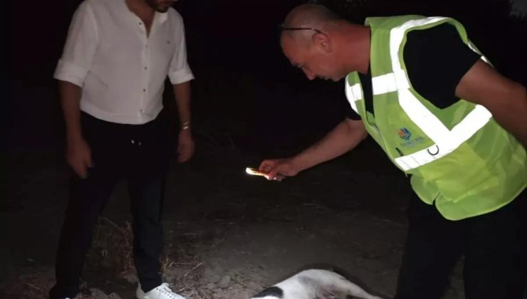 Hatay’da Mandalina Bahçesinde 11 Köpek Meyyit Bulundu