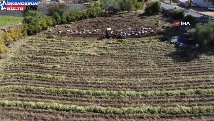 Hatay’da Tatlı Patates Hasadı Başladı