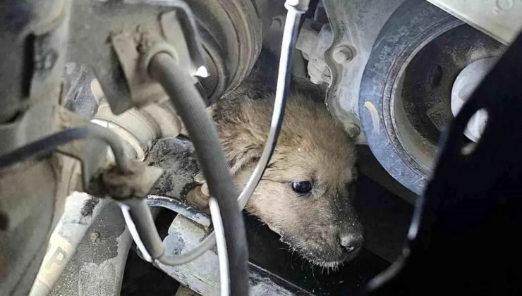 Hatay’da Yavru Köpek Zorla Kurtarıldı