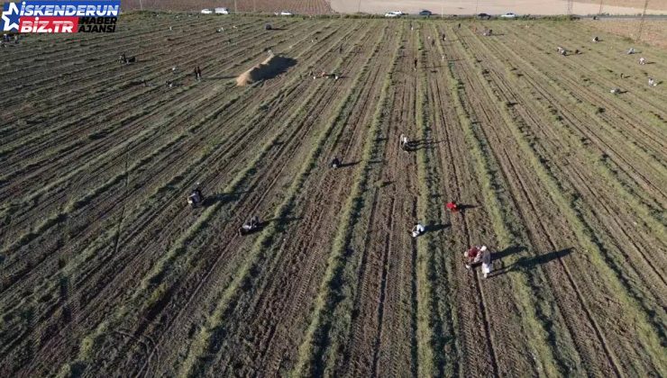 Hatay’da Yer Fıstığı Hasadı Sonrası Vatandaşlara İkram