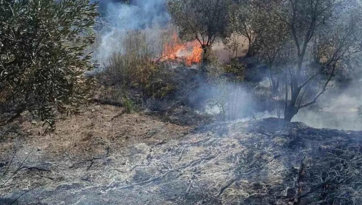 Hatay’da Zeytinlikte Yangın Denetim Altına Alındı