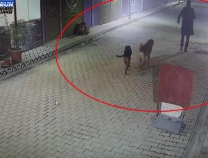 İş yerinde kan donduran olay: 3 yavru kediyi ve annelerini köpeklere parçalattı