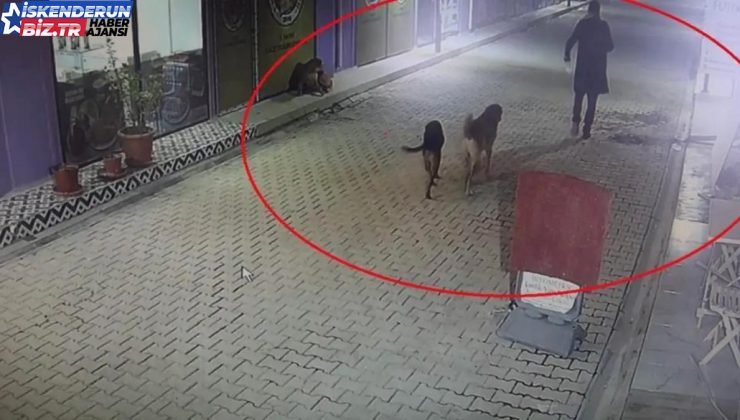 İş yerinde kan donduran olay: 3 yavru kediyi ve annelerini köpeklere parçalattı