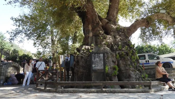 Musa Ağacı, Sarsıntılara Karşın Ziyaretçi Akınına Uğruyor