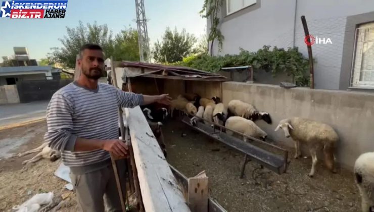 Polis, Depremzedenin Çalınan Koyunlarını Buldu