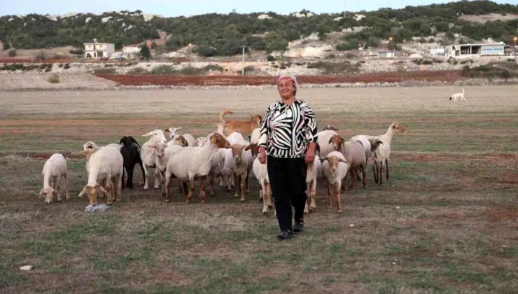 Yayladağı’nın Tek Bayan Çobanı: Fatma Keşikçi’nin Muvaffakiyet Öyküsü