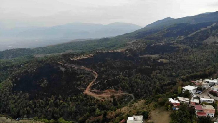 Hatay’da Orman Yangını: 95 Hektar Alan Ziyan Gördü