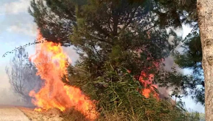 Hatay’da Ormanlık Alanda Yangın, İtfaiye Zeit Müddette Söndürüldü