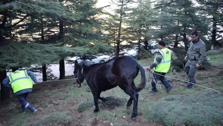 Hatay’da Yaralı Katırın Tedavisi Gerçekleştirildi