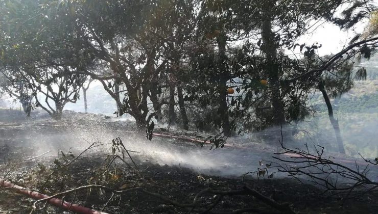 Hatay’ın Samandağ İlçesinde Orman Yangını Söndürüldü